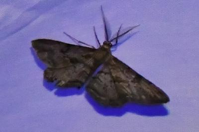 <i>Peribatodes rhomboidaria</i>