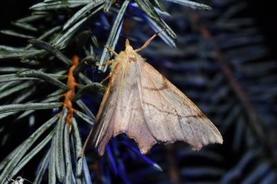 <i>Ennomos erosaria</i>