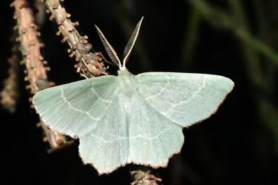 <i>Thalera fimbrialis</i>