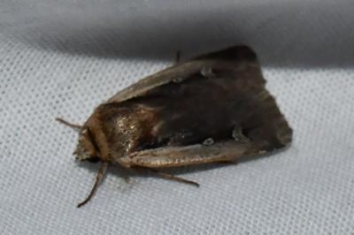 <i>Ochropleura plecta</i>