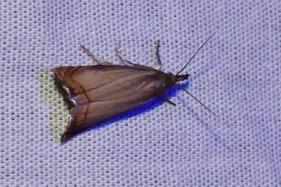 <i>Chrysoteuchia culmella</i>