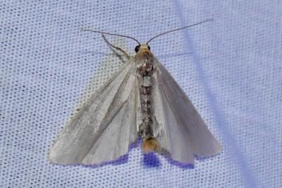 <i>Eilema caniola</i>