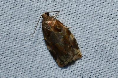<i>Archips xylosteana</i>
