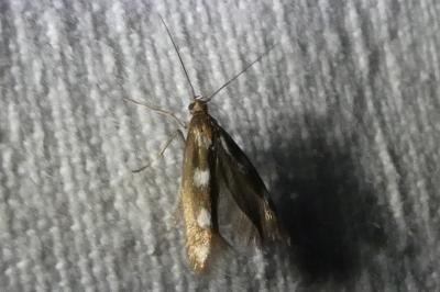 <i>Scythris scopolella</i>