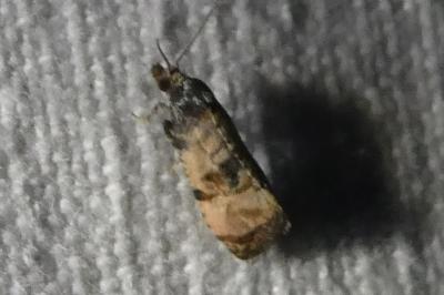 <i>Cochylis atricapitana</i>