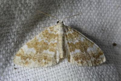<i>Perizoma flavofasciata</i>