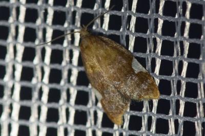<i>Acleris holmiana</i>
