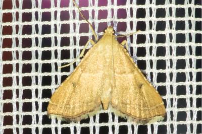 <i>Endotricha flammealis</i>