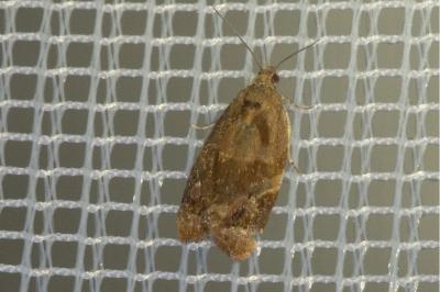 <i>Ditula angustiorana</i>