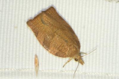 <i>Pandemis heparana</i>