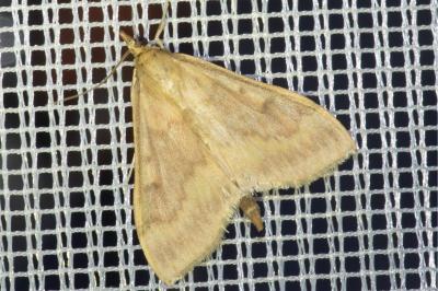 <i>Ostrinia nubilalis</i>