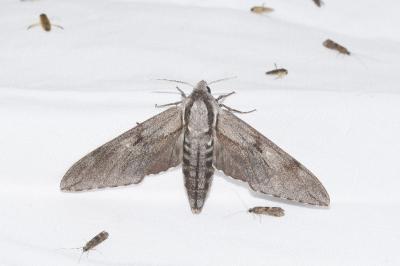 <i>Hyloicus pinastri</i>