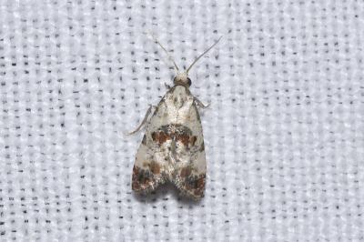 <i>Cochylis hybridella</i>