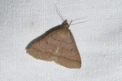 <i>Zanclognatha lunalis</i>