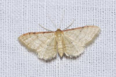 <i>Idaea humiliata</i>