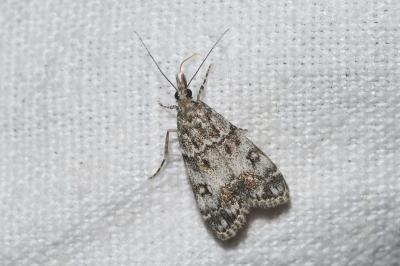 <i>Eudonia lacustrata</i>