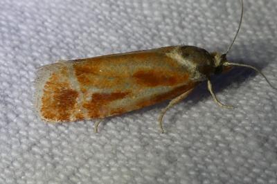 <i>Rhyacionia</i>