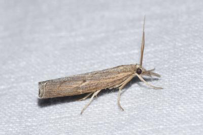 <i>Pediasia contaminella</i>