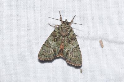 <i>Polyphaenis sericata</i>