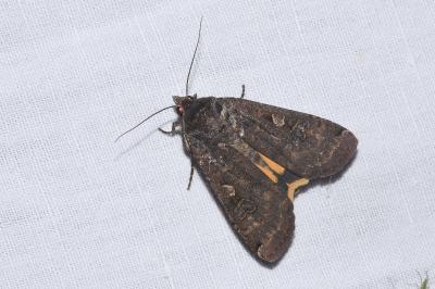 <i>Noctua pronuba</i>