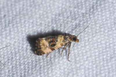 <i>Cochylis atricapitana</i>