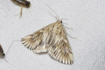 <i>Cynaeda dentalis</i>