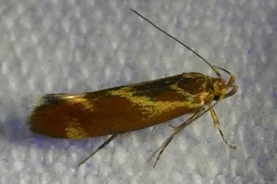 <i>Metalampra italica</i>