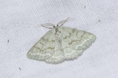 <i>Pseudoterpna pruinata</i>