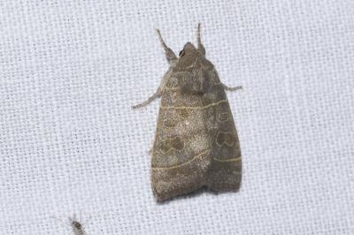 <i>Ipimorpha subtusa</i>