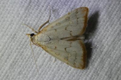 <i>Udea institalis</i>