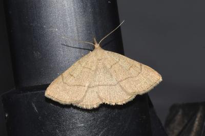 <i>Paracolax tristalis</i>