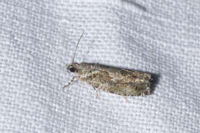 <i>Zeiraphera isertana</i>
