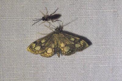 <i>Anania coronata</i>