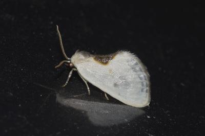 <i>Cilix hispanica</i>