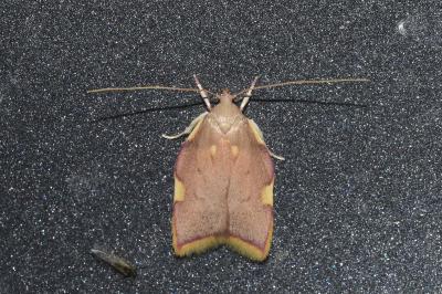 <i>Carcina quercana</i>