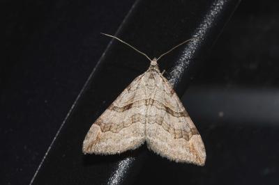 <i>Aplocera efformata</i>