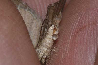 <i>Aplocera efformata</i>