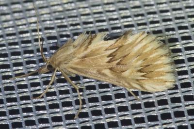 <i>Cynaeda dentalis</i>