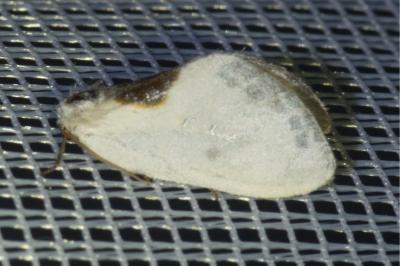 Cilix hispanica