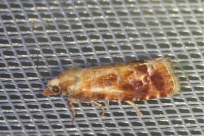 <i>Rhyacionia buoliana</i>