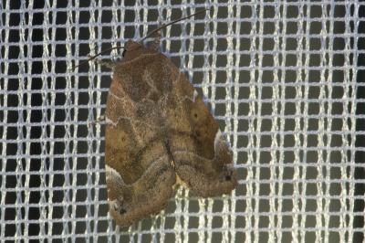 <i>Cosmia affinis</i>