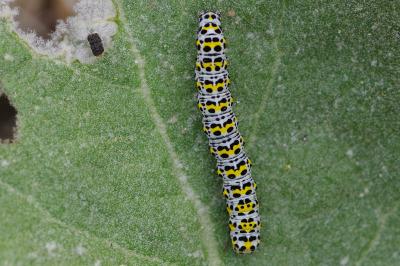 <i>Cucullia verbasci</i>