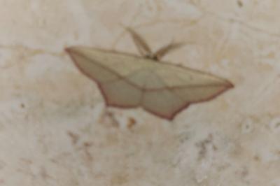 <i>Timandra comae</i>