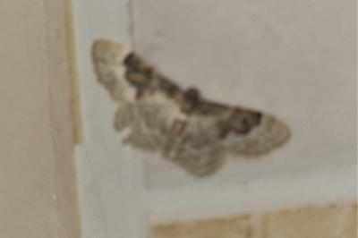 <i>Idaea rusticata</i>
