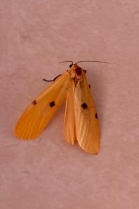 <i>Lithosia quadra</i>
