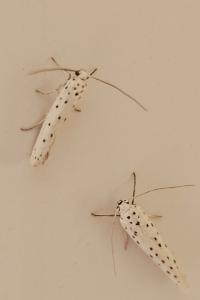 <i>Yponomeuta</i>