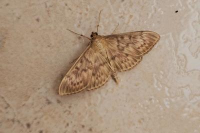 <i>Patania ruralis</i>