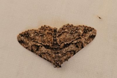 <i>Peribatodes rhomboidaria</i>