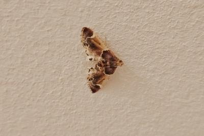 <i>Pyralis farinalis</i>