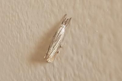 <i>Chrysoteuchia culmella</i>